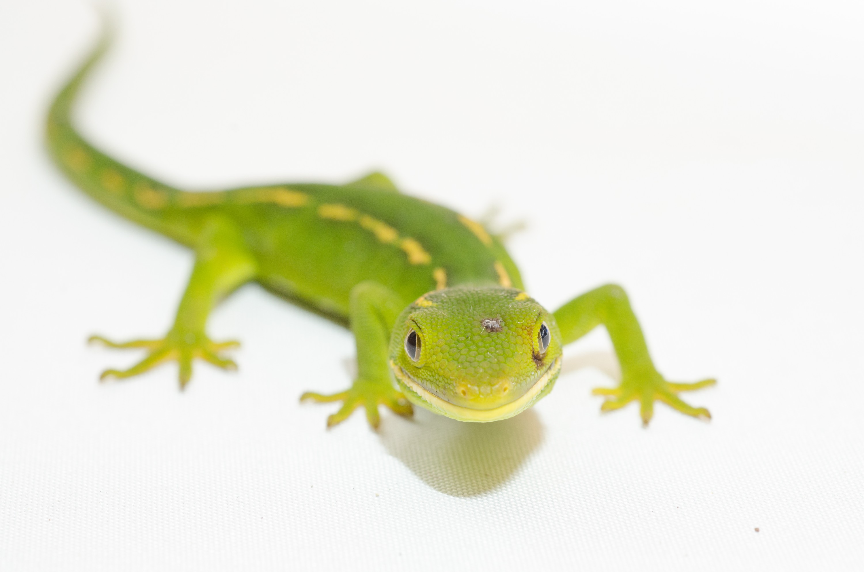 DSC_2750 – auckland, green, gecko, naultinus, elegans, elegans, home, lizard, irene, reptiles, amphibians, rare, cold, blood, new, new zealand, zealand, nz, northland, kaiatea road